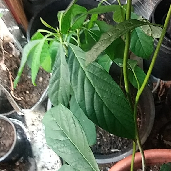 Avocado - Picture 1 of 4